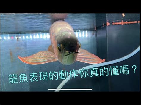 龍魚擋煞|【龍魚跳缸擋煞】龍魚跳缸擋煞！3種風水意義報你知，居家趨吉。